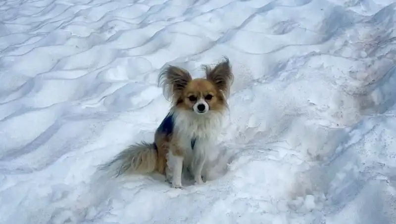 Hayat Kurtaran Dost: Buzul Yarığından Köpeğiyle Kurtulan Adamın Hikayesi