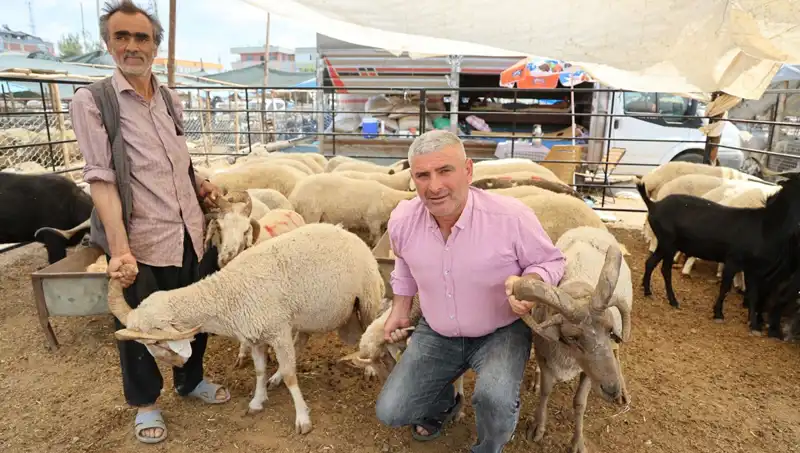 4 Boynuzlu Koçlar: Kurban Pazarında İlgiyi Üstüne Çekiyor