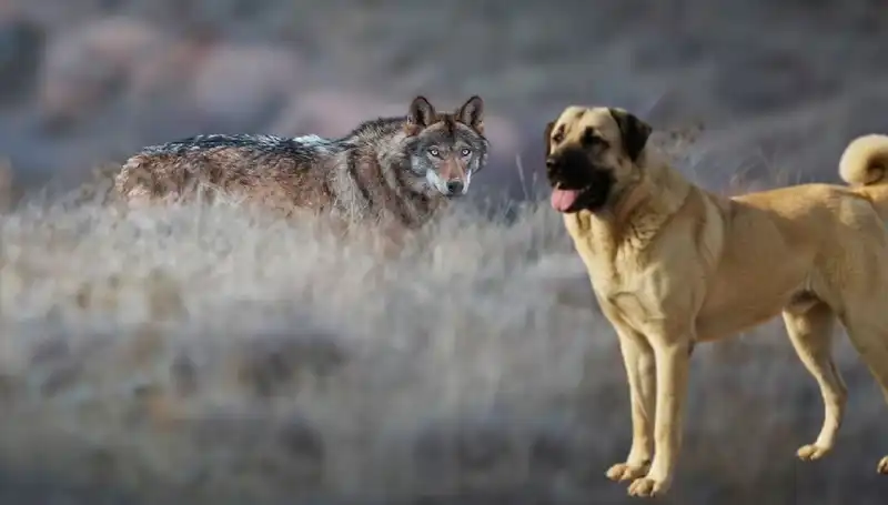 Kangal Köpeği Talebinde Patlama: Kurt Popülasyonu Artışı Neden?