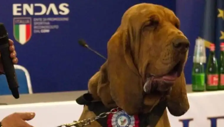 Arama Köpeğine Suikast: Çivili Sosisle Yapılan Korkunç Saldırı