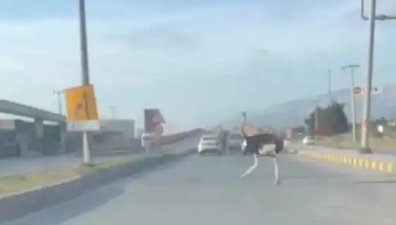 Trafikte Deve Kuşu Görülmesi, Sürücüleri Şaşırttı!