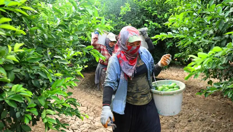 Market Fiyatlarında Şok: Kilosu 150 Lirayı Aştı, Hasat Korkutmasından Nasıl Etkilenecek?