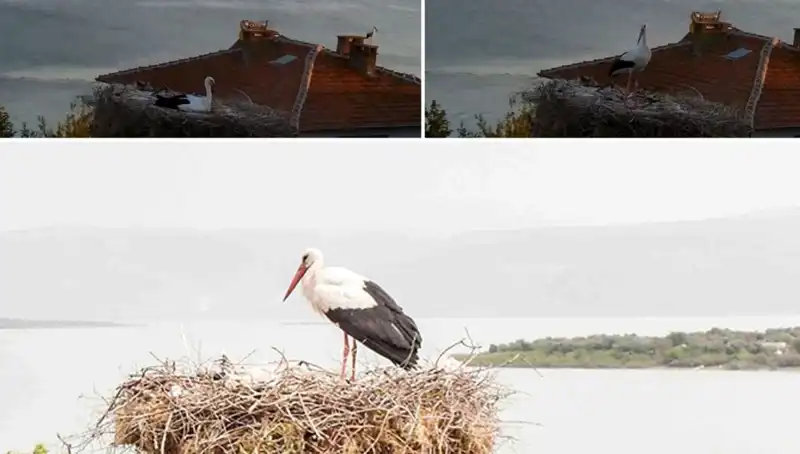 Leylek Yaren, Depremi Nasıl Hissetti? Doğa Bilgisine Dair Şaşırtıcı Gözlemler