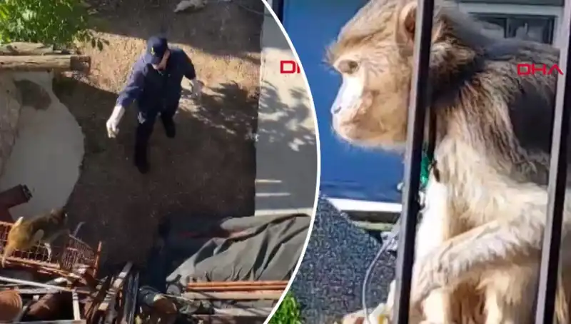 Muğla'da Şaşırtan Olay: Maymunun Peşinde Koşan Mahalleli!