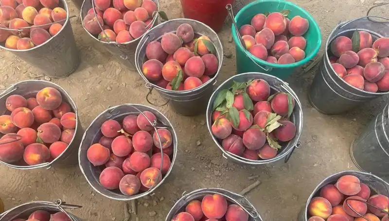 Hasat Dönemi Geldi, Çiftçilerin Yüzü Gülüyor: Fiyatlar Rekor Kırdı!