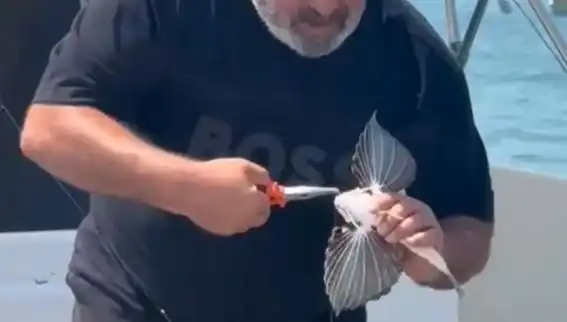 Saros Körfezi'nde Nadir Kırlangıç Balığı Oltaya Takıldı: Denizin Sırları Gün Yüzüne Çıkıyor