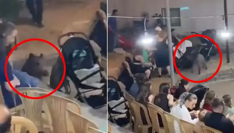 Düğün Çalışmalarına Yaban Domuzu Baskını! Gelin ve Damat Tüm Misafirleriyle Şoke Oldu