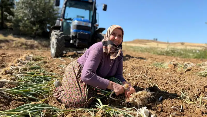 Selenyum Zengini: Tarlada Bin 200 Liraya Değer Biçilen Mucizevi Bitki