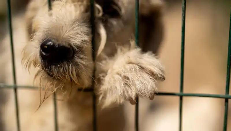 İş Stresi, Sahiplerinin Köpeklerine de Zarar Veriyor: Uzmanlar Uyarıyor