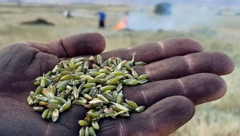 Firik Sezonu Başladı: Sofralarınıza Gelen Geleneksel Bir Lezzet
