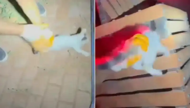 Gece Yarısı İtfaiye Ekibi, Ağaca Sıkışan Kedi İçin Kurtarma Operasyonu Düzenledi