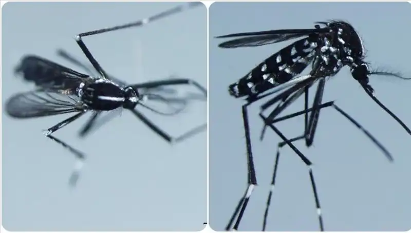 Chikungunya Virüsü: Ülkeler, Belirtiler ve Korunma Yolları