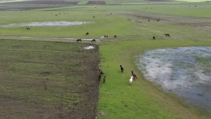 Kars'ın Doğal Güzellikleri İçinde Yılkı Atları Görüntülendi