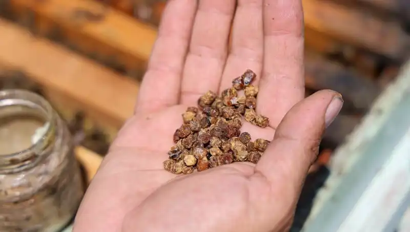 Eskiden Hiç Değeri Yoktu, Şimdi 3 Bin TL'den Satılıyor: Protein Zengini Besin