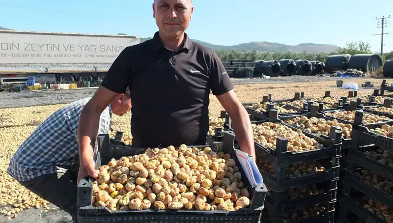 Balıkesir'de Hasat Zamanı: Çin ve Rusya İçin İhraç Hazırlıkları Tamamlandı